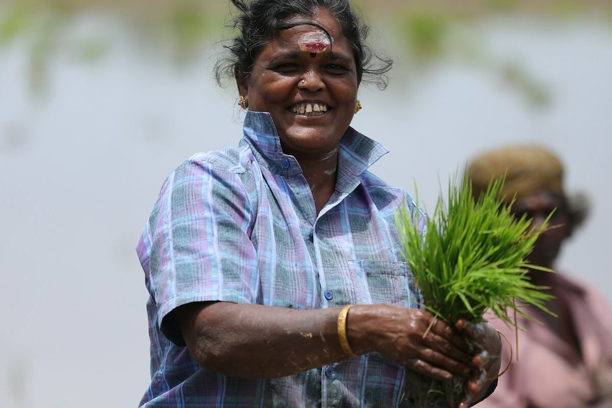 A farmer holding fresh rice seedlings