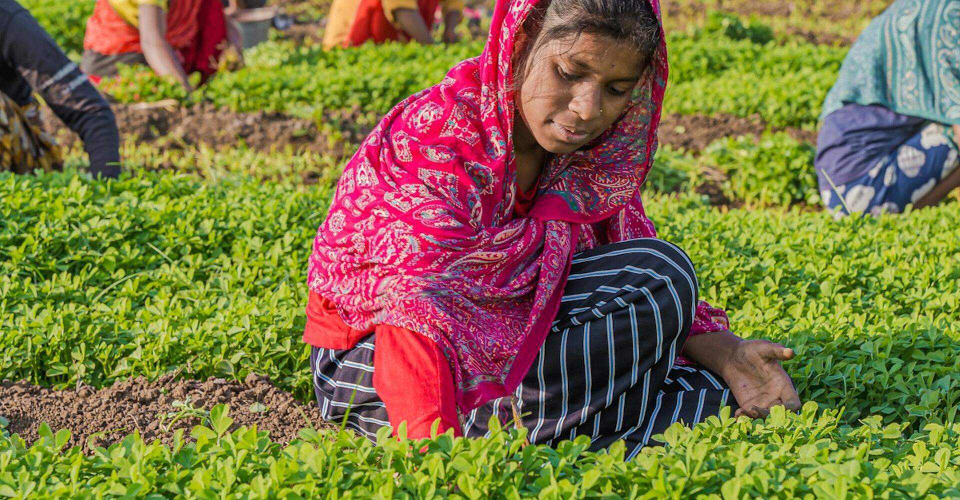 Women working together in a green field